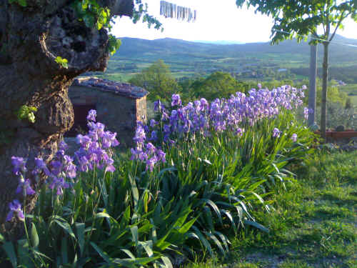 filaio di Iris Palladia in piena fioritura