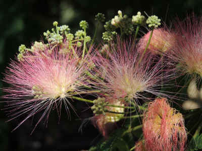 Macrofoto di fiori di Albizia julibrissin Albizia julibrissin durante i vari stadi della fioritura