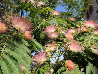 Gruppo di fiori di Acacia di Costantinopoli  (nome scientifico :Albizia julibrissin)