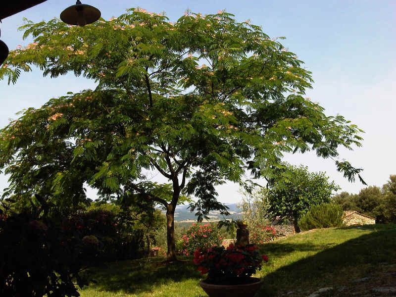 Acacia di Costantinopoli  (nome scientifico :Albizia julibrissin)